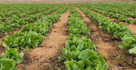 Висококвалитетна свежа зелена салата Ицеберг