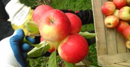 Comprerò mele Rubinola 7+ in bancale o in pacchi,