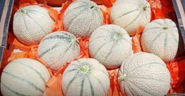 We are now #exporting #fresh #cantaloupe to our #international #customers #worldwide, including 10-unit #cartons. but we don't mind #custom #orders if you want more. We have been #exporting #cantaloupe for the past two years, with more than 90 #countries served.
FOR #Inquiries contact us at : enneatrophi@enneatrophi.com

#morocconow #export #import #italie #milan #roma #brescia #perpignan #truck #rungis #france #spain #italy #naples #europeanunion