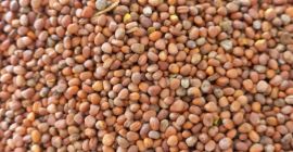 Нашата компания, SEEDMARKET LLC, базирана в Москва, Русия, се