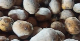 Vendo patata da semi Tajfun. Patata acquistata da Sulejów