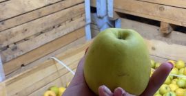 Golden Delicious-Äpfel zur Verarbeitung. Wir haben eine Menge von