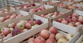 La mia azienda è pronta ad offrirvi mele di