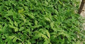 &quot;JIANCA&quot; ISALNITA GREENHOUSES- The largest and most reliable MANUFACTURER