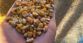 I am selling 2021 production corn, quantity 30/35 tons,