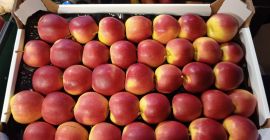 Ciao Vendo mele, numero di camion, Prince 7.5+, Golden