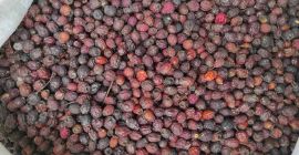 Frutti di biancospino essiccati in vendita per un importo