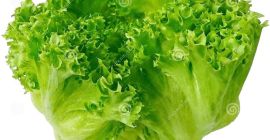 Смарт Логистиц је грузијски произвођач висококвалитетне салате ицеберг. Компанија