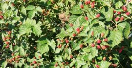 I sell blackberries in a casserole or other