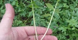Vendo una grande quantità di piantine di valeriana, per