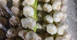 Hallo. Ägyptischer Knoblauch zu verkaufen. Preis pro kg 15