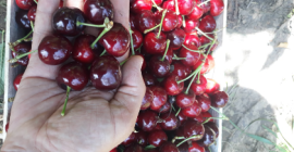 Продаваме череши: Бурлат, Сладка Ариана, Блек Стар, Грейс Стар,
