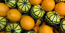 SELL FRESH FRUITS FRESH ORANGES, PRICE - AGRICULTURAL EXCHANGE, Agro-Market24