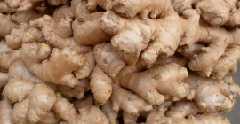 Big seize Nigeria ginger and Freshly gotten from the