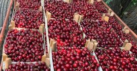 We sell cherries in big quantities. The ripening date