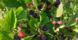 Fresh thornfree blackberries