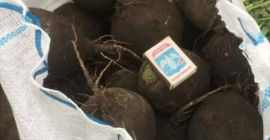 Hurt: -Koperek -Pietruszka -buraczany -Cebula -Kalafior -Daikon - marchewki