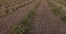 Имамо око 100 дека викинг/неро ароније – ароније. Реците