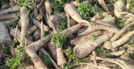 O sa vind patrunjel direct din camp. 8 tone