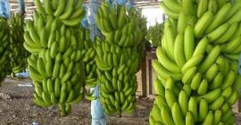 We sell Fresh Green Cavendish Bananas to serious buyers all over the world at competitive prices. Whatsapp: +17206830256