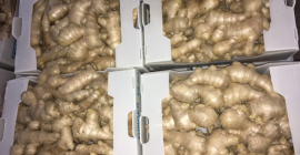 High Quality Fresh Ginger for sale at very good prices. Whatsapp: +17206830256