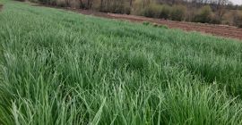 Voi vinde arpagic din pământ. Ciorchini sau kilograme. Pret