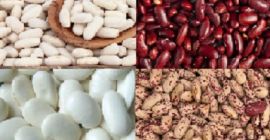 Die Firma Beans Natur Product vertreibt Qualitätsbohnen in verschiedenen