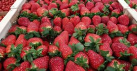 Strawberry Spain pallet quantities directly from the Manufacturer contact