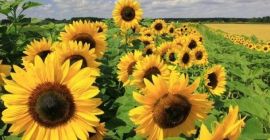 Decorative sunflower flowers for sale. I am the producer.