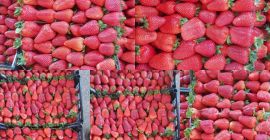 Saftige Erdbeeren aus Griechenland Karton 5 kg Preis 1,65