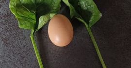 the sale of spinach, species dallas al bravo in