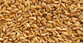 Vendo grano molto bello, prezzo trattabile, trasporto possibile. Telefono: