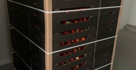 Voi vinde o căpșună poloneză de seră, soiul Malling