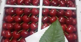 Cseresznye Üzbegisztánból. Szállítási idő: 2022.06.01-től 2022.08.01-ig/ 70% előleg, 30%