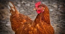 Кокошке носиље на продају - 8 ПЛН за кокошке