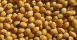 Yellow Millet Origin Ukraine crop 2021 available large stock