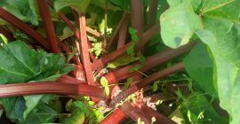 SELL FRESH VEGETABLES FRESH RHUBARB, PRICE - AGRICULTURAL ADVERTISEMENTS, Agro-Market24
