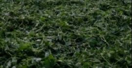We offer big kind of different herbs, and and