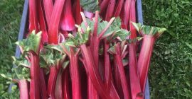SELL INDUSTRIAL VEGETABLES FRESH RHUBARB, PRICE - AGRICULTURAL ADVERTISEMENTS, Agro-Market24