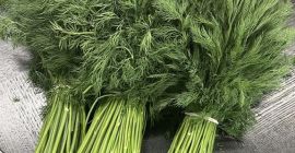 SELL FRESH HERBS  HERBS DILL, PRICE - AGRICULTURAL EXCHANGE, Agro-Market24