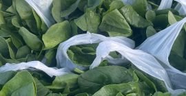 I will sell organic spinach of my own production,