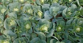 Ich werde jungen Weißkohl verkaufen, Kaliber 1-2 kg