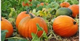 Organically  grown pumpkins