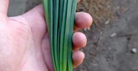 SELL FRESH VEGETABLES FRESH CHIVE, PRICE - AGRICULTURAL ADVERTISEMENTS, Agro-Market24