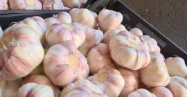 Свежий чеснок из Египта.