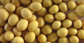 W e offer Premium Quality Non-GMO Soybean Seeds. We are one of the leading companies based on the exportation and sales of Soybeans here in South Africa and our company and its products are worldly known for its good quality, confidentiality and satisfactory prices. If interested contact us for specification and quotation.
Thanks 
Best Regards