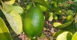 Seed less fresh lemon from Bangladesh 10 to 15