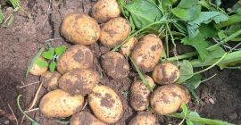 I&#39;m selling potatoes