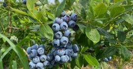 Hello! I am looking for buyers of American blueberries fresh from their own crops. About 1500 kg per day during the season. If you are interested, please contact me on whatsapp 572319214. Our fruits are sorted and of very good quality.  I have a GLOBALGAP and GRASP certificates.