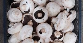 I will sell the PW mushroom about 2ton